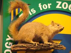 Michigan Fox Squirrel, School Loan Collection