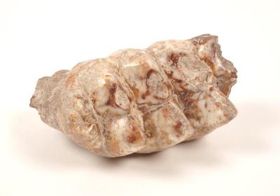 American Mastodon (molar)