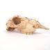 Sheep, Skull And Mandible