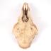 Sheep, Skull And Mandible