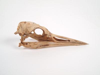 Bird Skull And Mandible