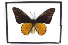 Butterfly, Troides amphrysus