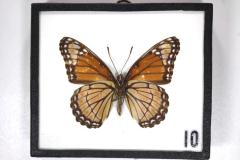 Butterfly, Limenitis archippus