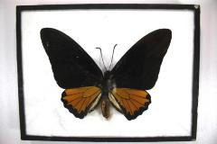 Butterfly, Troides helena
