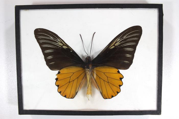 Butterfly, Troides amphrysus
