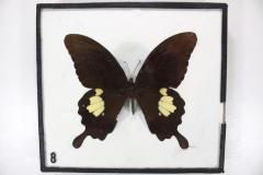 Butterfly, Papilio nephelus