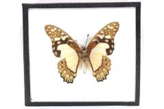 Butterfly, Graphium angolanus