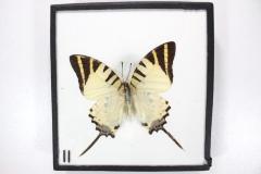 Butterfly, Graphium antiphates