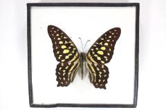 Butterfly, Graphium agamemnon