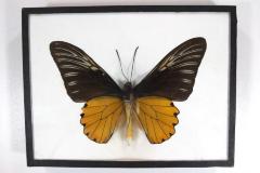 Butterfly, Troides amphrysus