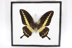 Butterfly, Papilio demolion