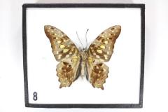 Butterfly, Graphium agamemnon
