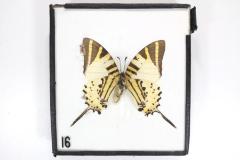 Butterfly, Graphium epaminondas