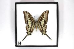 Butterfly, Graphium policenes