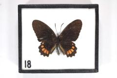 Butterfly, Papilio polycelus