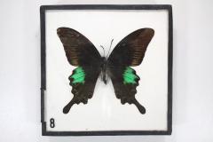 Common Peacock