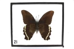 Butterfly, Papilio desmondi