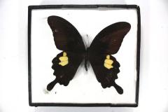 Butterfly, Papilio helenus