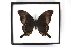 Butterfly, Papilio paris