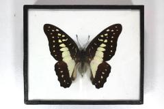Butterfly, Graphium doson