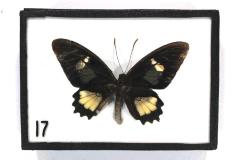 Butterfly, Parides eurimedes