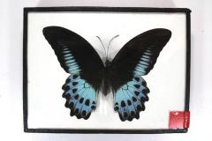 Butterfly, Papilio polymnestor