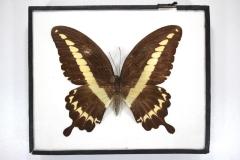 Butterfly, Papilio gigon