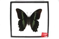 Butterfly, Papilio desmondi