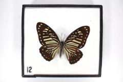 Butterfly, Graphium macareus