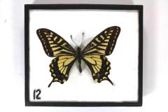 Butterfly, Papilio xuthus