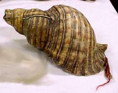 Conch Horn