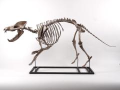 Sinonyx jiashanensis