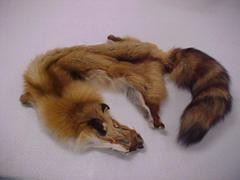 Fox, Red Pelt Vulpes Fulva