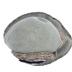 Cloche