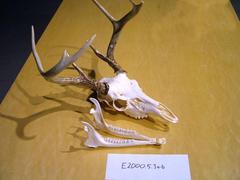 Deer, Whitetail Skull With Antlers Odocoileus Virginianus