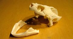 Skull Of Snapping Turtle, Chelmys Serpentina Skull