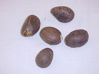 Tagua Or Ivory Palm Nuts, 5