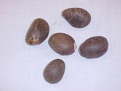 Tagua Or Ivory Palm Nuts, 5