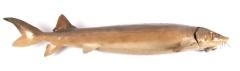 Lake Sturgeon