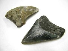 Shark Teeth