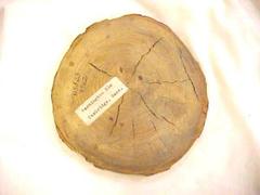 Piece Of The Washington Elm