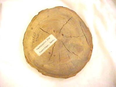 Piece Of The Washington Elm