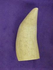 Scrimshaw Sperm Whale's Tooth