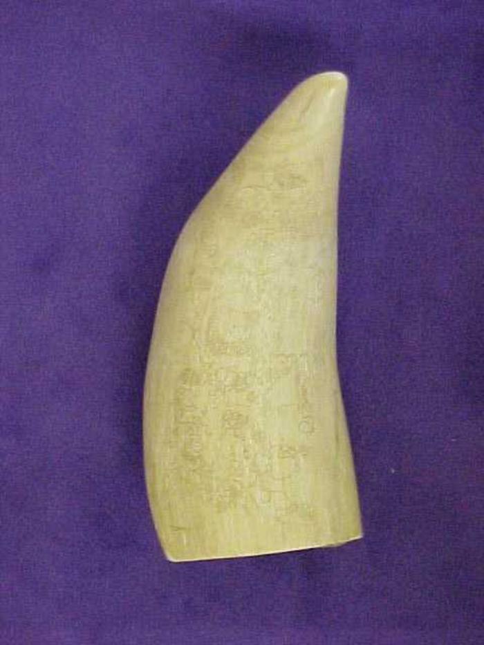 Scrimshaw Sperm Whale's Tooth