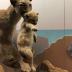 Mountain Lion, Female