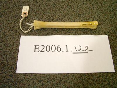 Deer Bone