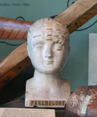 Phrenology Skull Model