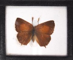 Butterfly, Habrodais grunus