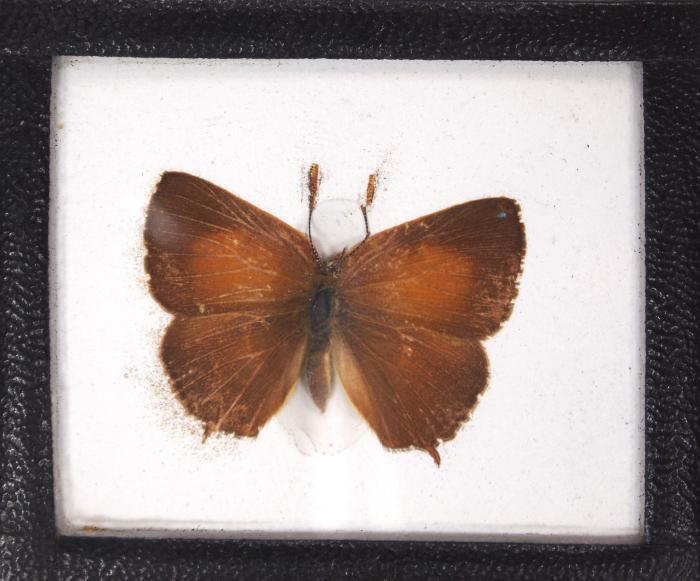 Butterfly, Habrodais grunus