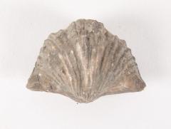Shell Fossil, Brachiopod